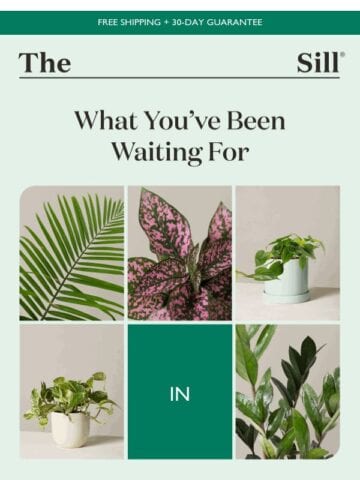 No Thumbnail Set