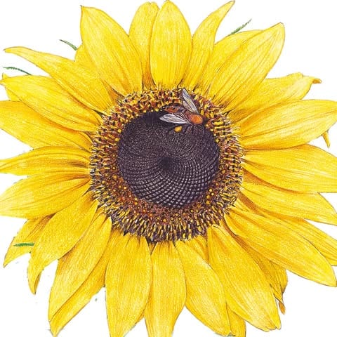 Botanical Interests???? logo