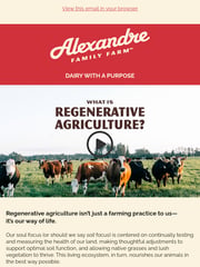 Email Inspiration from Stephanie Alexandre