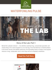 Email Inspiration from Ducks Unlimited