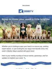 Email Inspiration from DOGTV