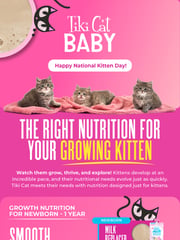 Email Inspiration from Tiki Pets