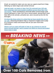 Email Inspiration from ASPCA