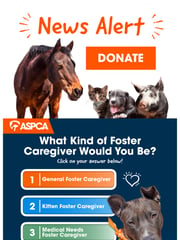 Email Inspiration from ASPCA News Alert