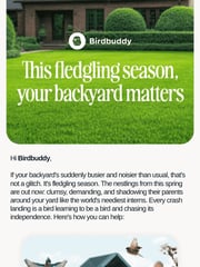 Email Inspiration from Birdbuddy