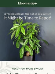 Email Inspiration from Bloomscape
