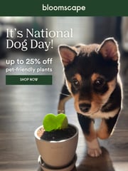 Email Inspiration from Bloomscape