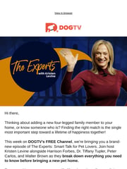 Email Inspiration from DOGTV