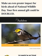 Email Inspiration from National Audubon Society
