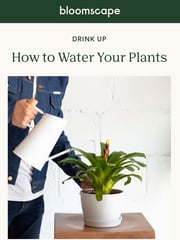 Email Inspiration from Bloomscape