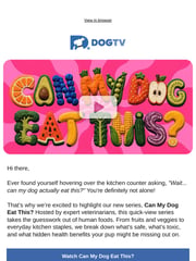 Email Inspiration from DOGTV