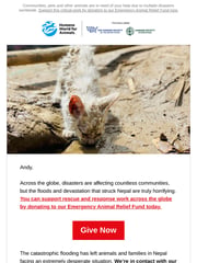 Email Inspiration from Humane World for Animals