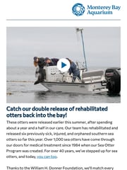 Email Inspiration from Monterey Bay Aquarium