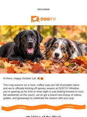 Email Inspiration from DOGTV