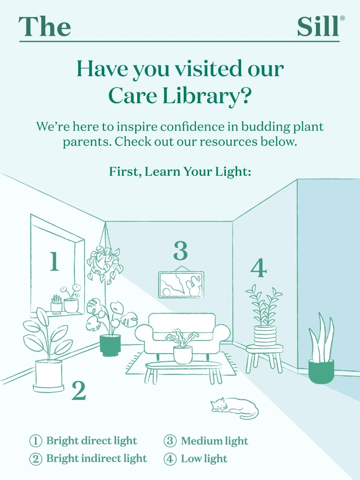 The Sill Email Design Thumbnail Preview