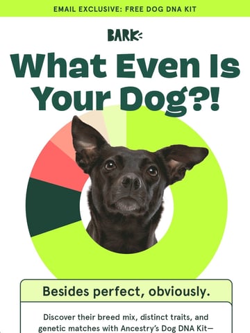 Scout from BARK Email Design Thumbnail Preview