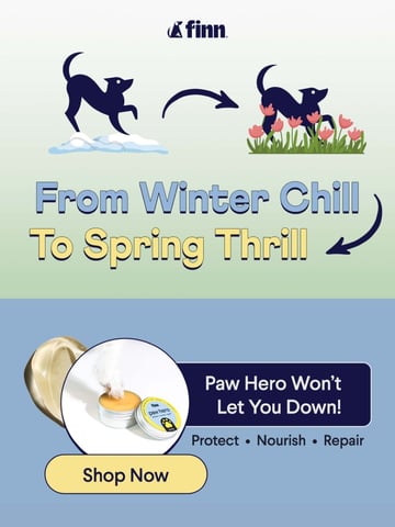 Finn Email Design Thumbnail Preview
