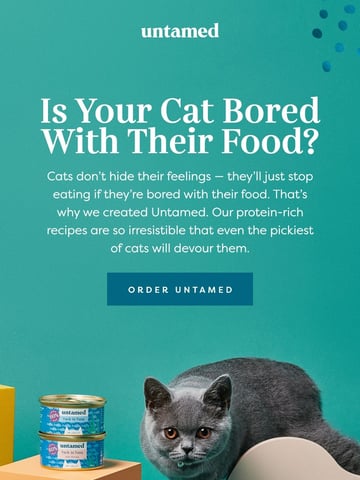 Untamed Email Design Thumbnail Preview