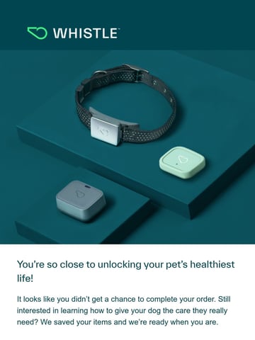Whistle Email Design Thumbnail Preview