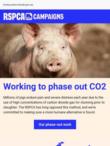Email Inspiration from RSPCA Thumbnail Preview