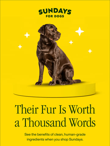 Email Inspiration from Sundays for Dogs Thumbnail Preview