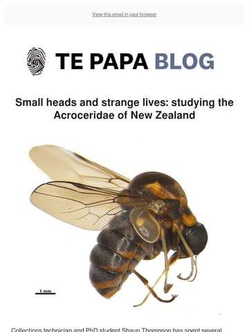 Email Inspiration from Te Papa Thumbnail Preview