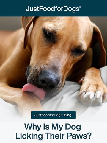 Email Inspiration from JustFoodforDogs Thumbnail Preview