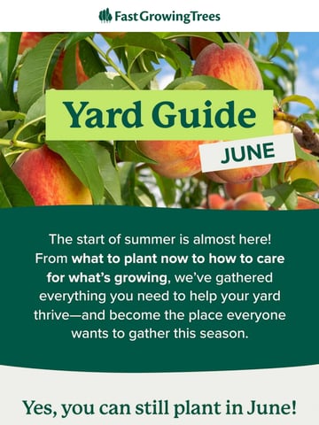 Email Inspiration from Fast-Growing-Trees.com Thumbnail Preview