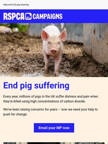 Email Inspiration from RSPCA Thumbnail Preview