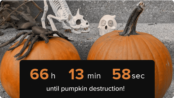 A timer counting down to decide the fate of two pumpkins.
